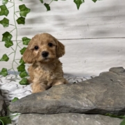 Cockapoo F2 Donalda 7 (3)