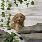 Cockapoo F2 Donalda 7 (4)