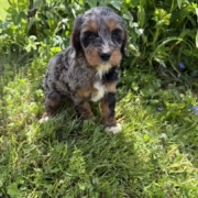 Cockapoo F2 Esmeralda 7 (1)