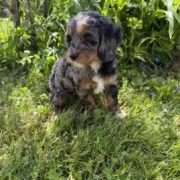 Cockapoo F2 Esmeralda 7 (2)