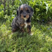 Cockapoo F2 Esmeralda 7 (3)