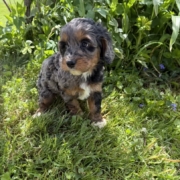 Cockapoo F2 Esmeralda 7 (4)