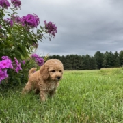 Cockapoo F2 Piper 7 (1)