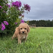 Cockapoo F2 Piper 7 (2)