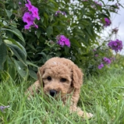 Cockapoo F2 Piper 7 (3)