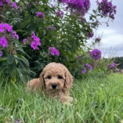 Cockapoo F2 Piper 7 (4)