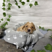 Cockapoo F2 Tesla (1)