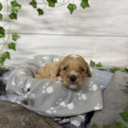Cockapoo F2 Tesla (2)