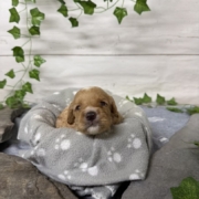 Cockapoo F2 Tesla (3)