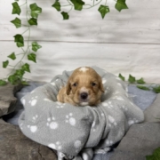 Cockapoo F2 Tesla (4)