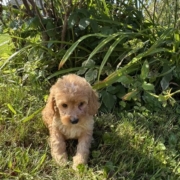 Cockapoo F2 Tesla 7 (1)