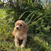 Cockapoo F2 Tesla 7 (2)