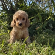 Cockapoo F2 Tesla 7 (3)