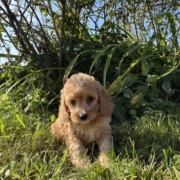 Cockapoo F2 Tesla 7 (4)