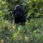 Cockapoo F2 Winnie 7 (1)