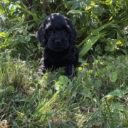 Cockapoo F2 Winnie 7 (2)