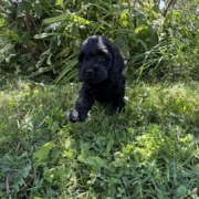 Cockapoo F2 Winnie 7 (3)