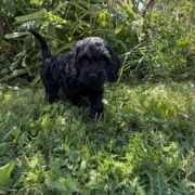 Cockapoo F2 Winnie 7 (4)