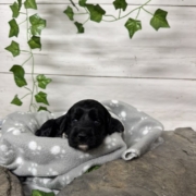 Cockapoo F3 Billie (1)