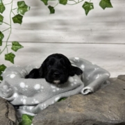 Cockapoo F3 Billie (2)