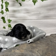 Cockapoo F3 Billie (3)