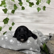 Cockapoo F3 Billie (4)