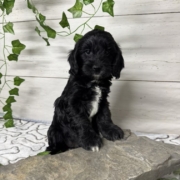 Cockapoo F3 Billie 7 (2)