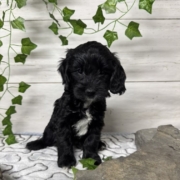 Cockapoo F3 Billie 7 (3)