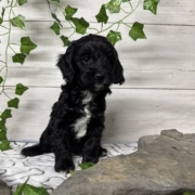 Cockapoo F3 Billie 7 (4)