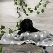 Cockapoo F3 Coconut (1)