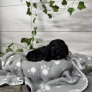 Cockapoo F3 Coconut (2)