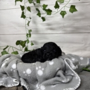 Cockapoo F3 Coconut (3)