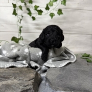 Cockapoo F3 Coconut (4)