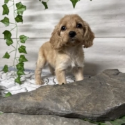 Cockapoo F3 Donalda 7 (1)