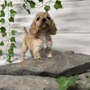 Cockapoo F3 Donalda 7 (2)