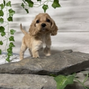 Cockapoo F3 Donalda 7 (3)