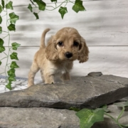 Cockapoo F3 Donalda 7 (4)