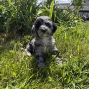 Cockapoo F3 Esmeralda 7 (1)