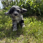 Cockapoo F3 Esmeralda 7 (2)
