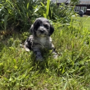 Cockapoo F3 Esmeralda 7 (3)
