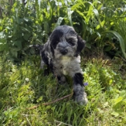 Cockapoo F3 Esmeralda 7 (4)