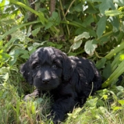 Cockapoo F3 Winnie 7 (1)