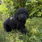 Cockapoo F3 Winnie 7 (2)