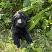 Cockapoo F3 Winnie 7 (3)