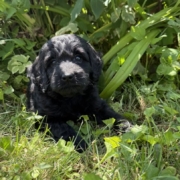 Cockapoo F3 Winnie 7 (4)