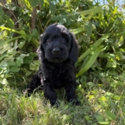 Cockapoo F4 Winnie 7 (1)