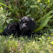 Cockapoo F4 Winnie 7 (2)
