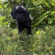 Cockapoo F4 Winnie 7 (3)