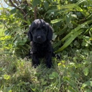 Cockapoo F4 Winnie 7 (4)
