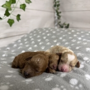 Cockapoo Femelles Billie (1)